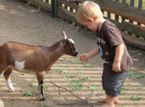 Family Club Harz 4*, Кведлинбург, отели Германии