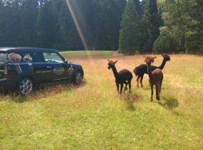 BRUGGER' S Hotelpark am See 4*, Титизее-Нойштадт, отели Германии