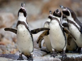 Парк птиц в Вальсроде. Вальсроде. Туры в Германию