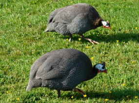 Парк птиц в Вальсроде. Вальсроде. Туры в Германию
