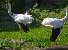 Парк птиц в Вальсроде. Вальсроде. Туры в Германию