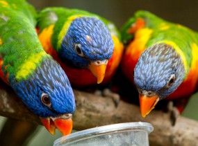 Парк птиц в Вальсроде. Вальсроде. Туры в Германию