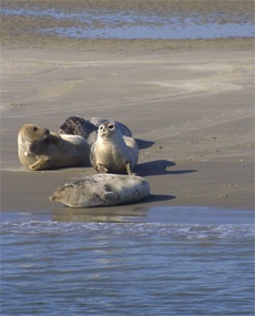 Тюлени в национальном парке Ваттенмер