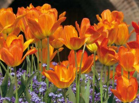 Кельн-Амстердам-Кельн 2019, туры в Германию