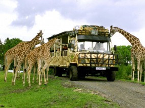 Serengeti-Park – сафари на севере Германии, туры в Германию